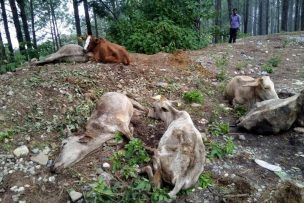 सुर्खेतमा भएको गौहत्या बिषयमा छानबिन गर्न समिती दैलेखमा ।